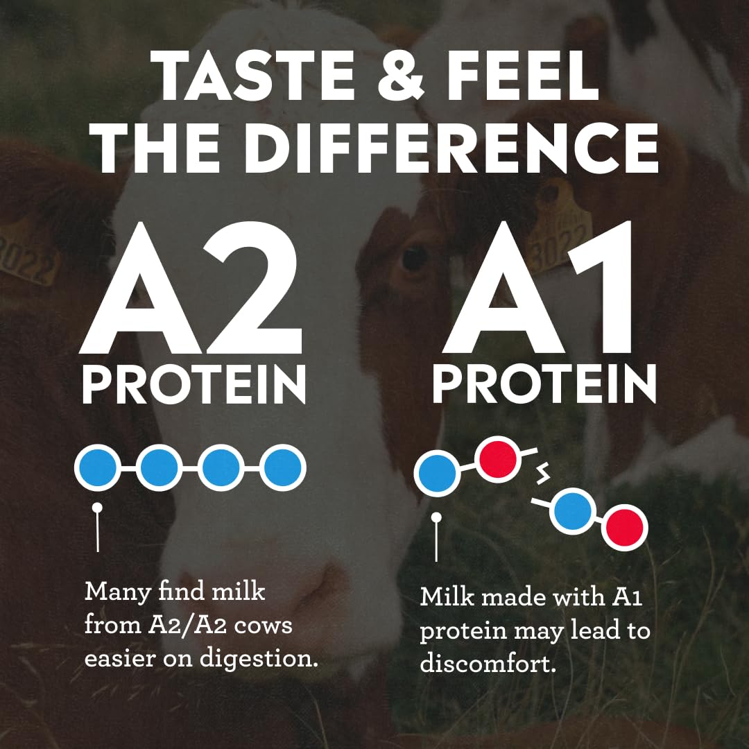 Pioneer Pastures High Protein A2 Milkshakes, Chocolate, 11oz, 12 Pack | A2 Protein Shake, 30g Protein, Ultra-Filtered, Lactose Free, 2g Sugar, No Seed Oils, No Artificial Sweeteners